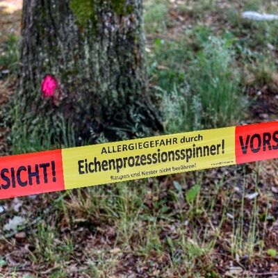Bild vergr&ouml;&szlig;ern: Eichenprozessionsspinner2